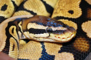 line-python